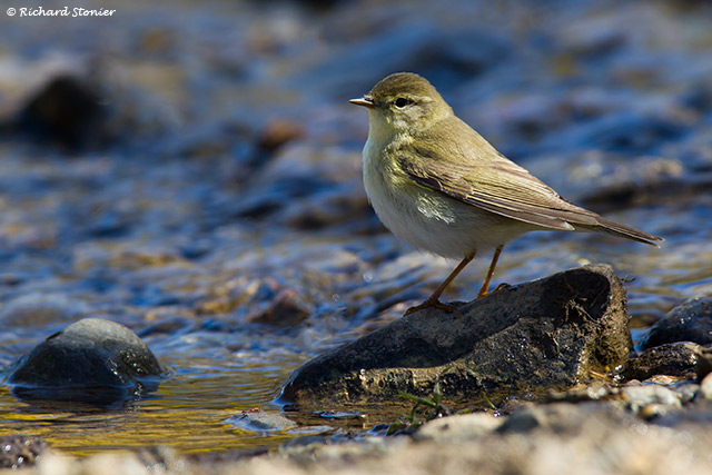 Willow Warbler