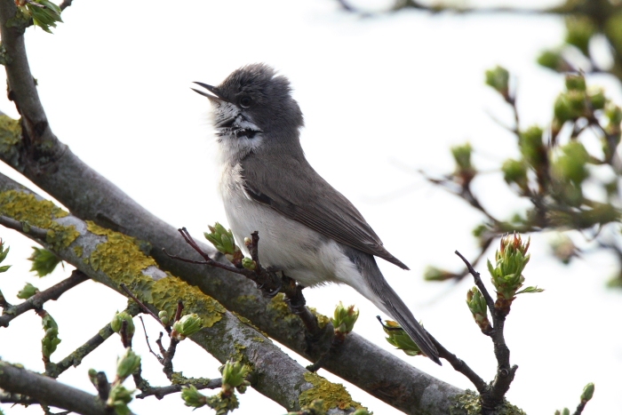 Lesser Whitethroat