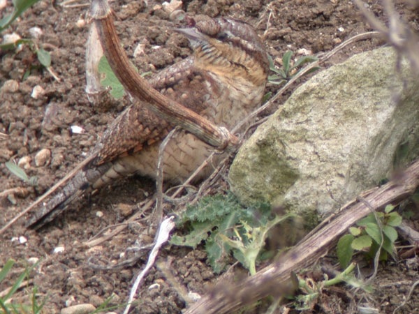 Wryneck