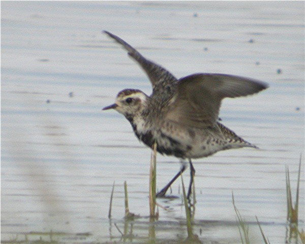 American Golden Plover