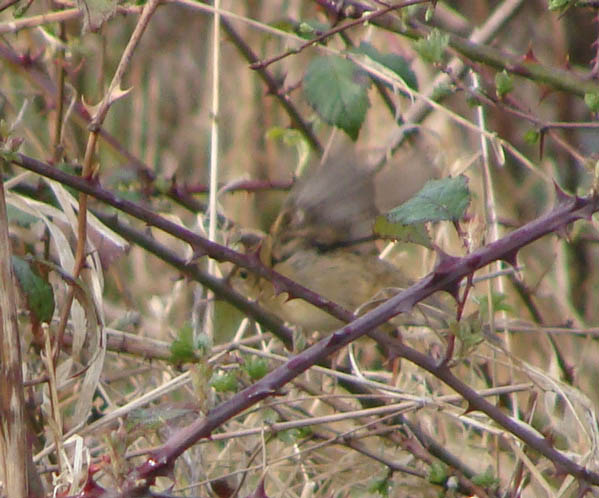 Grasshopper Warbler
