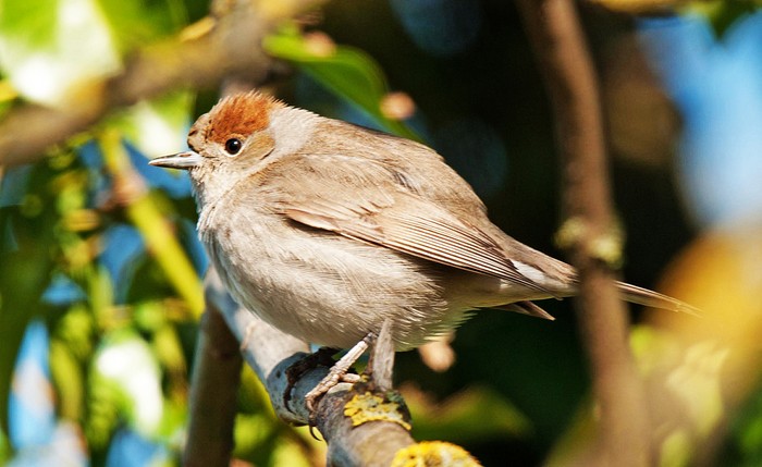 Blackcap