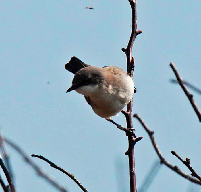 Lesser Whitethroat