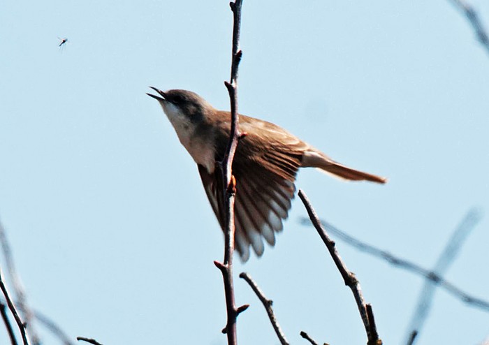 Lesser Whitethroat