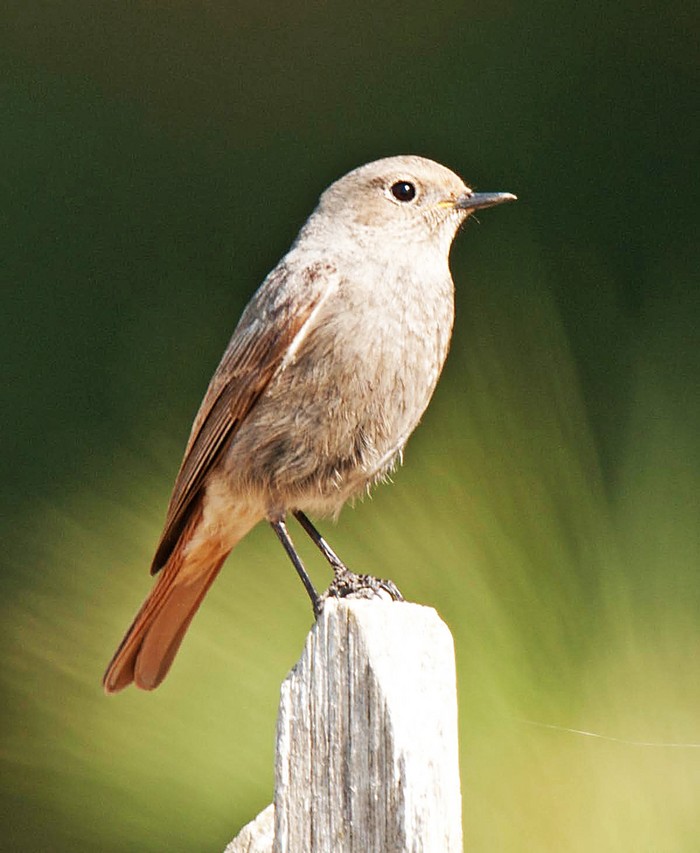 Black Redstart