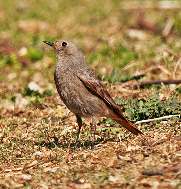 Black Redstart