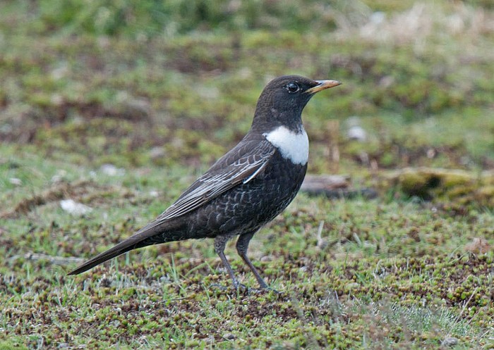 Ring Ouzel