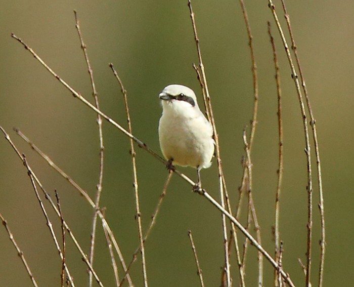 Great Grey Shrike