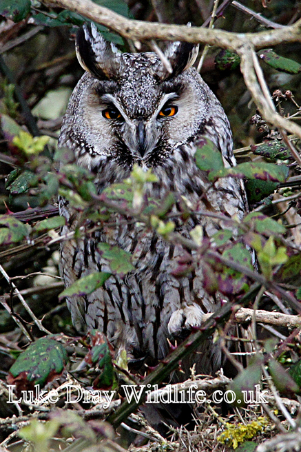 Long-eared Owl