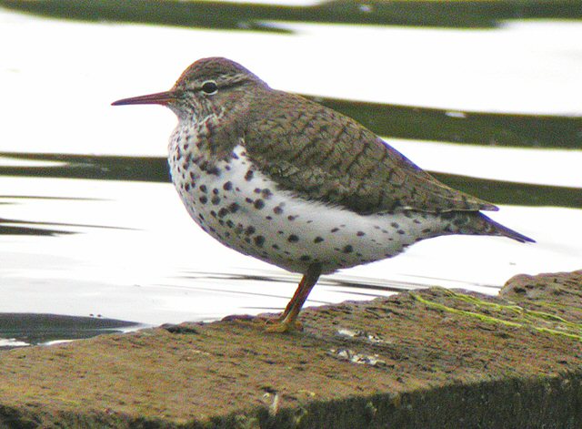 Spotted Sandpiper