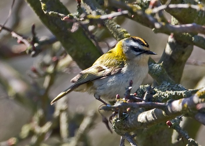 Firecrest