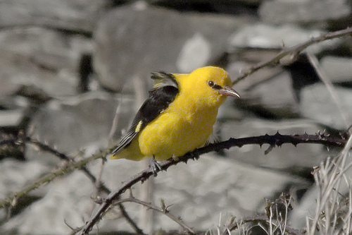 Golden Oriole