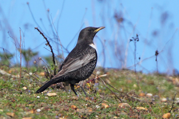 Ring Ouzel