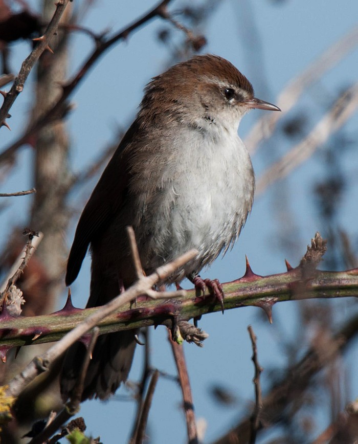 Cetti's Warbler
