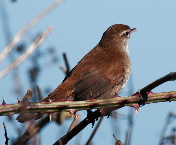Cetti's Warbler