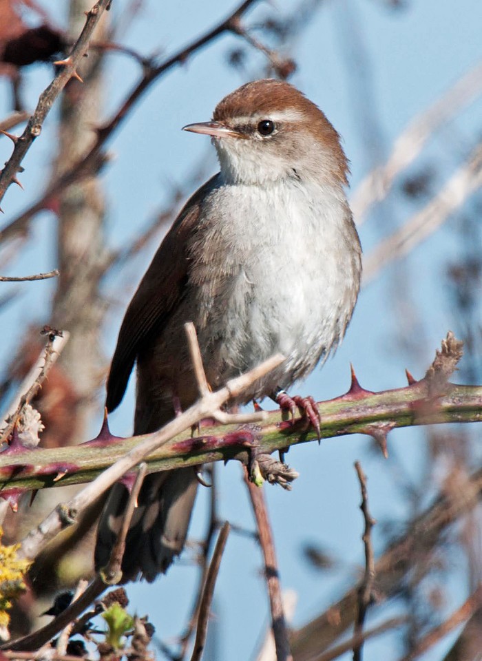 Cetti's Warbler