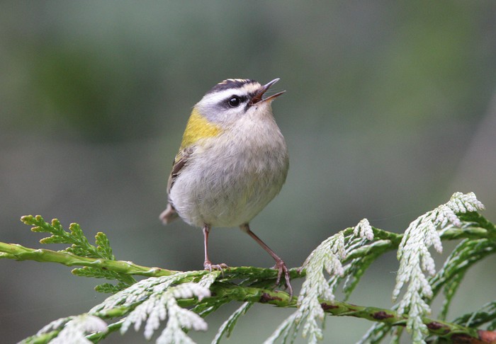 Firecrest