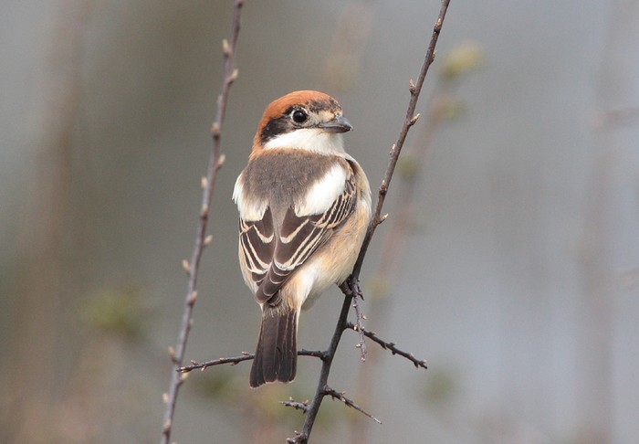 Woodchat Shrike