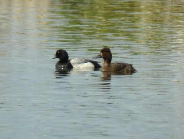 Lesser Scaup