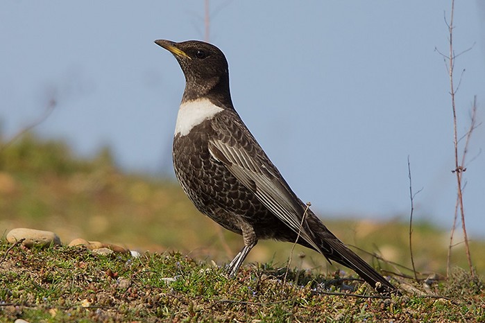 Ring Ouzel
