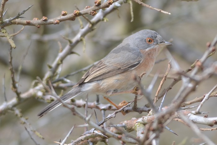 Western Subalpine Warbler