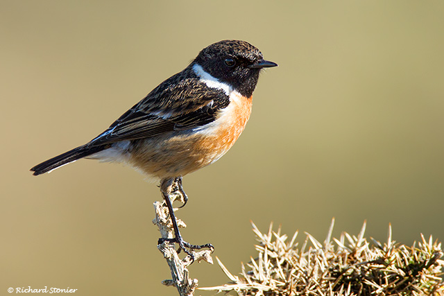 Stonechat