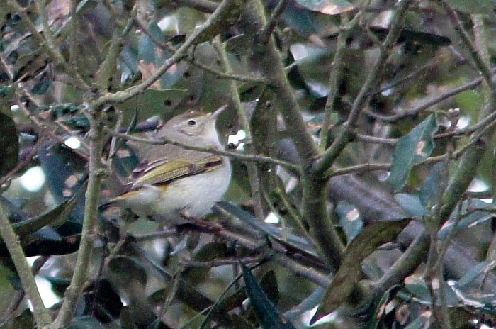 Western Bonelli's Warbler