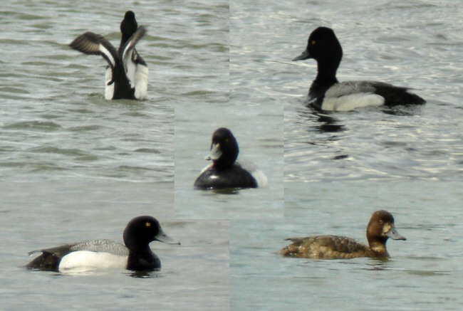 Lesser Scaup
