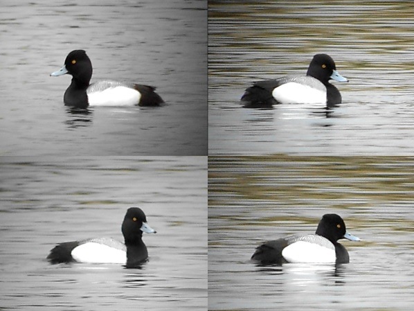 Lesser Scaup