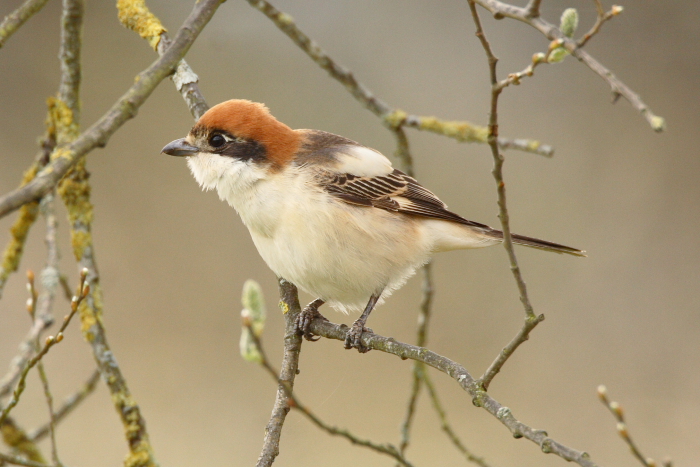 Woodchat Shrike