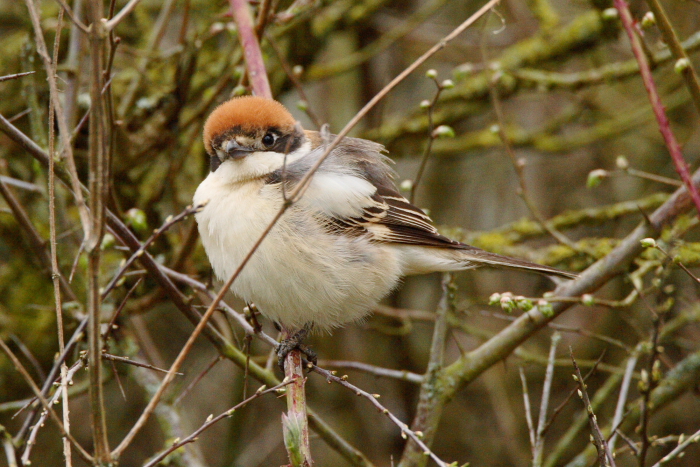 Woodchat Shrike