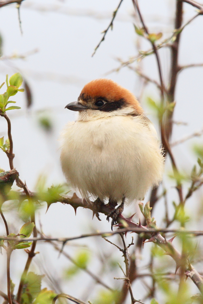 Woodchat Shrike
