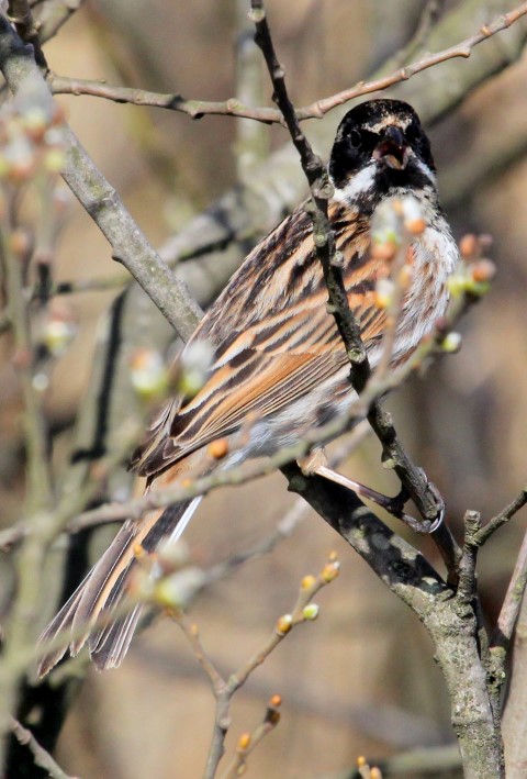 Reed Bunting