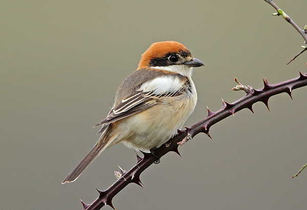 Woodchat Shrike