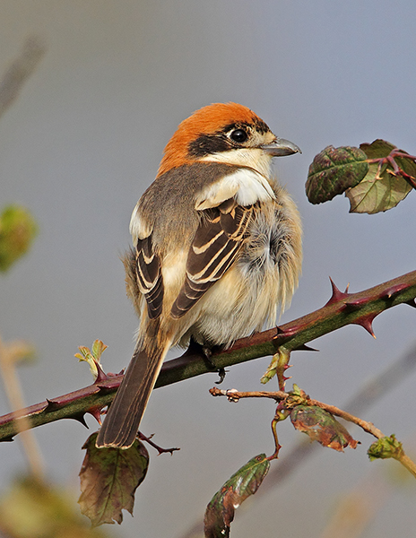 Woodchat Shrike