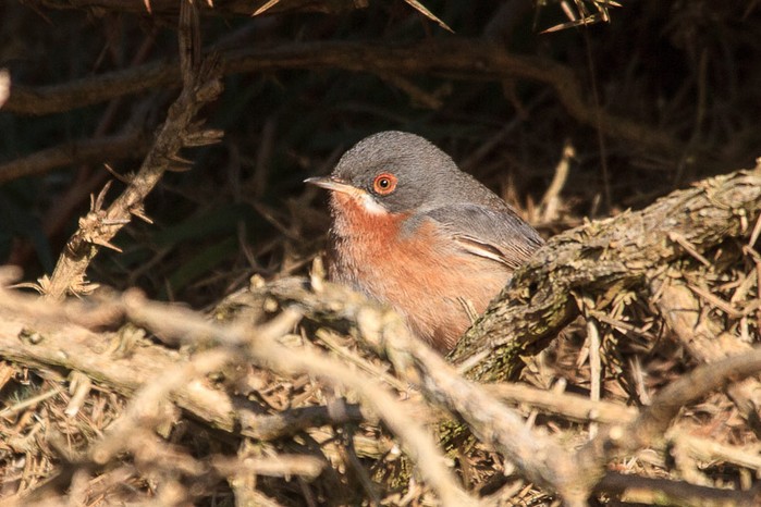 Western Subalpine Warbler