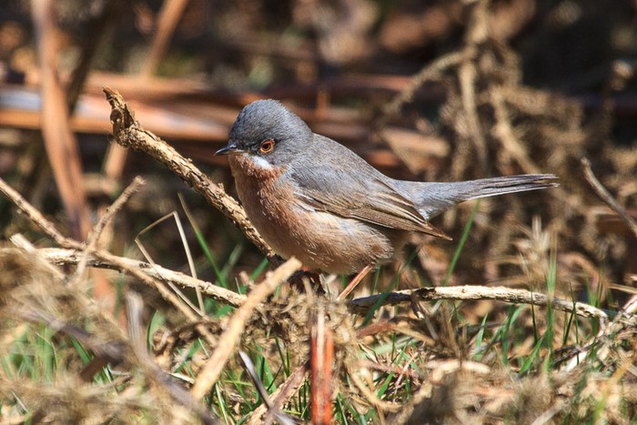 Western Subalpine Warbler