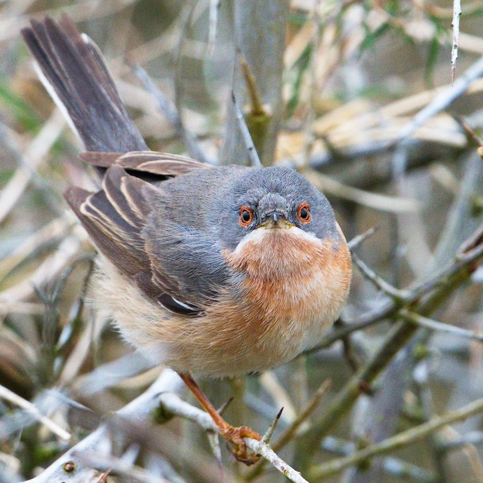 Western Subalpine Warbler