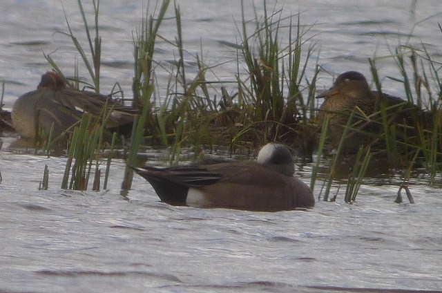 American Wigeon