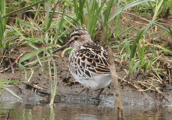 Broad-billed Sandpiper