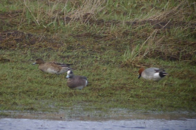 American Wigeon