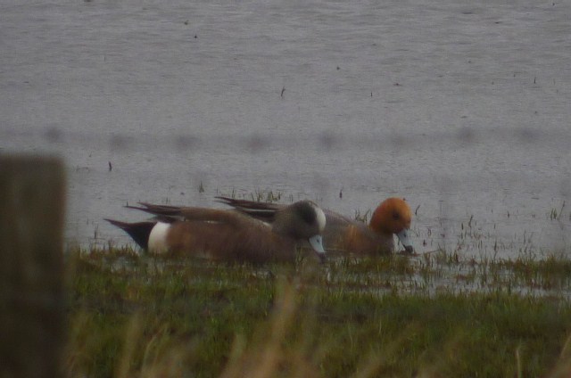 American Wigeon