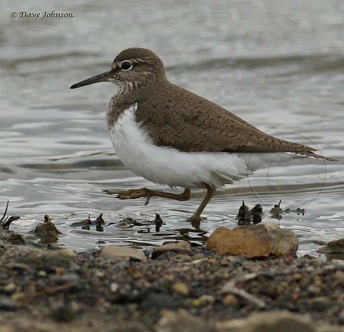 Common Sandpiper