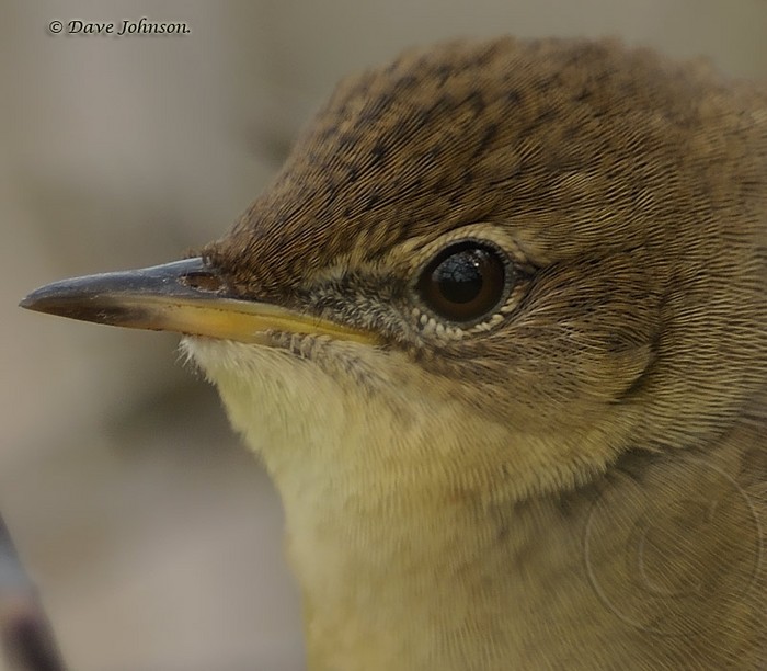 Grasshopper Warbler