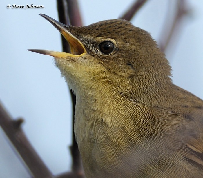 Grasshopper Warbler