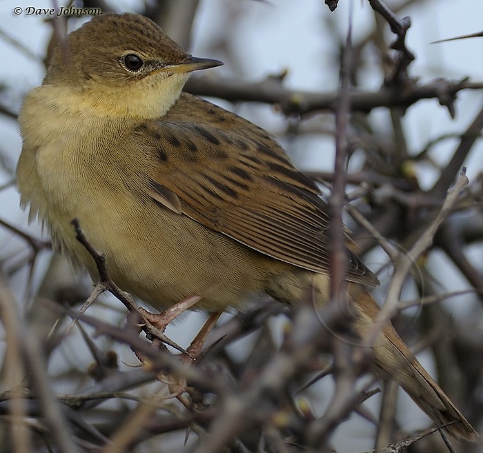 Grasshopper Warbler