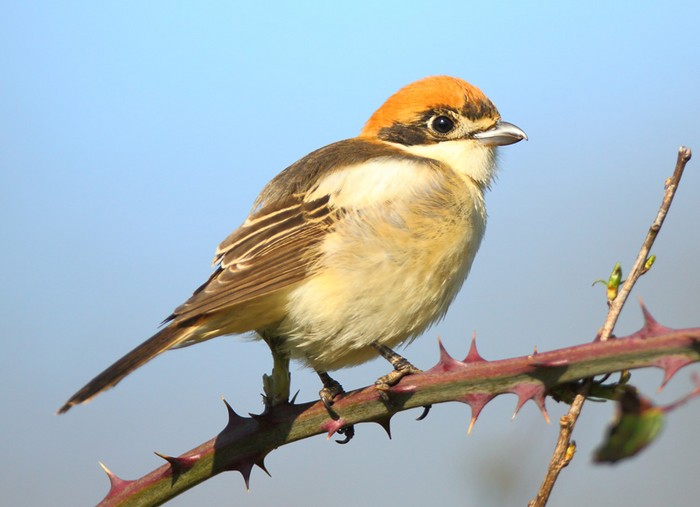 Woodchat Shrike