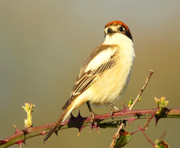 Woodchat Shrike