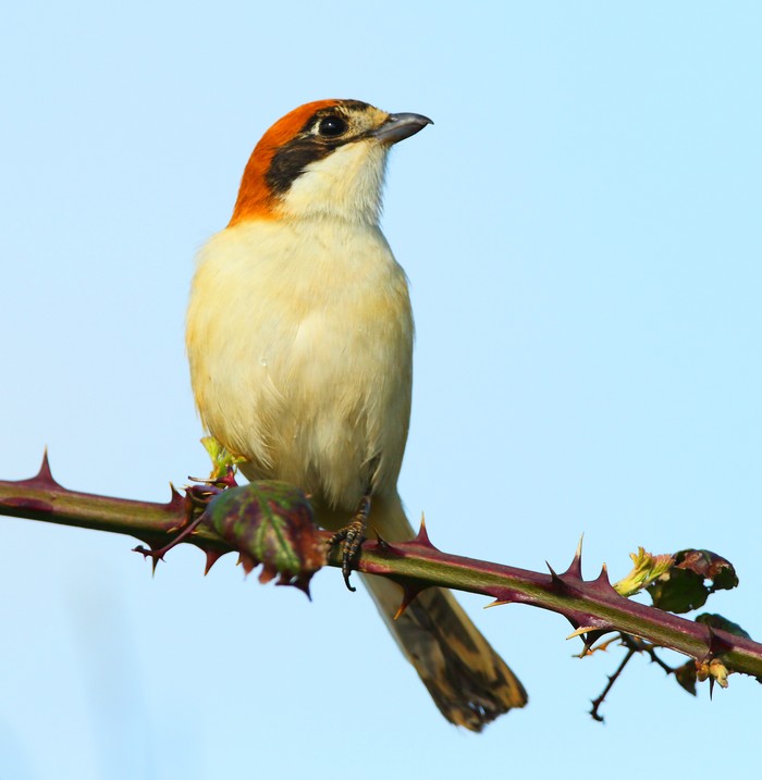 Woodchat Shrike