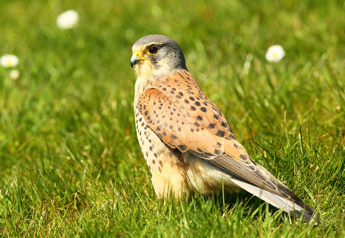 Kestrel